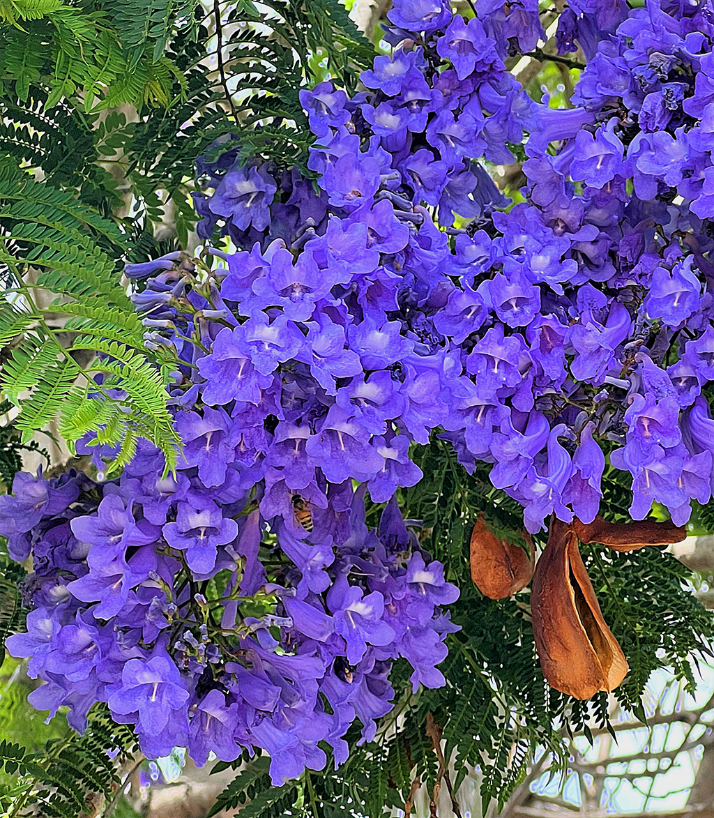 jacaranda-flowers-gress