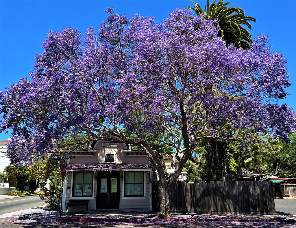 jacaranda-gress