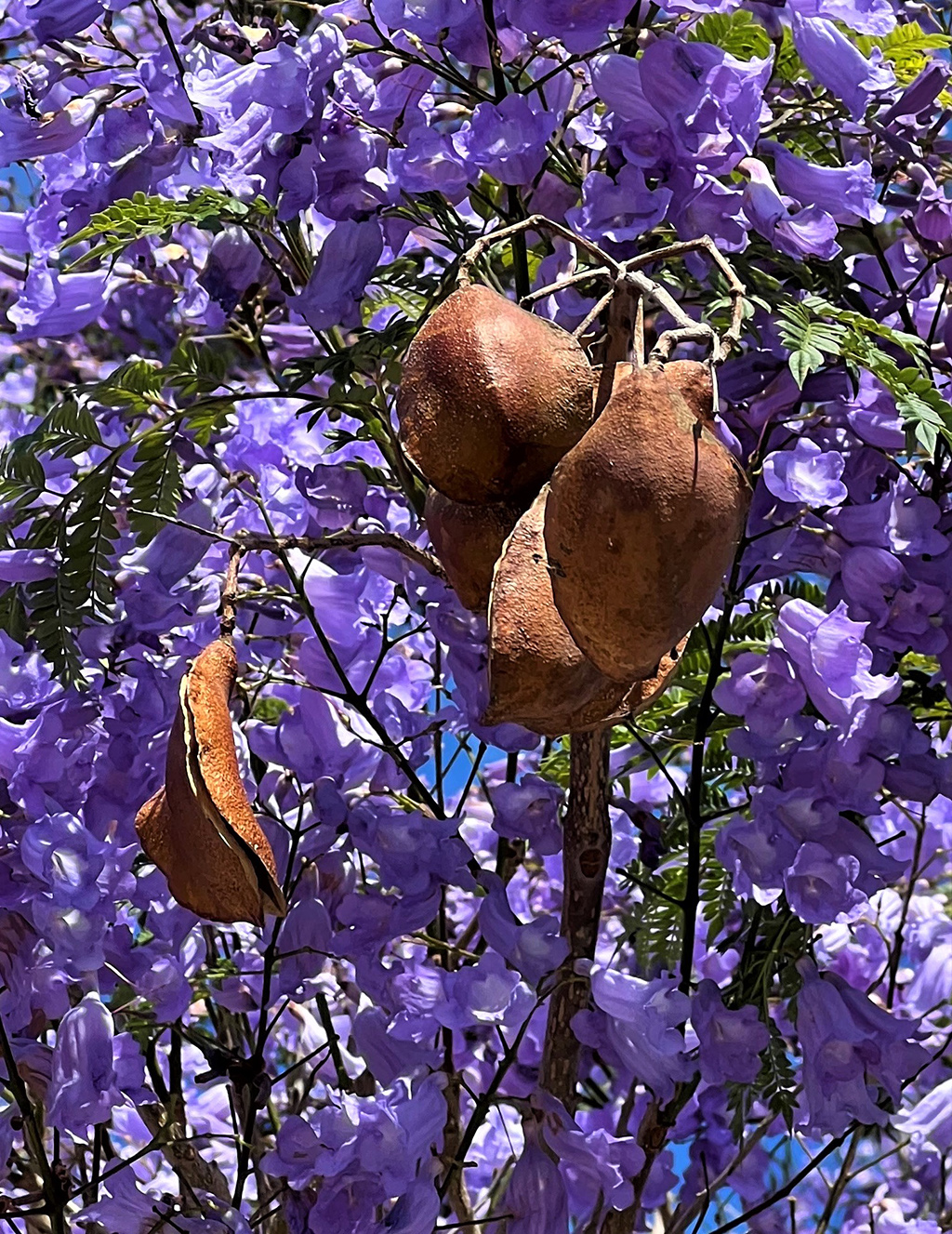jacaranda-seedpods-gress