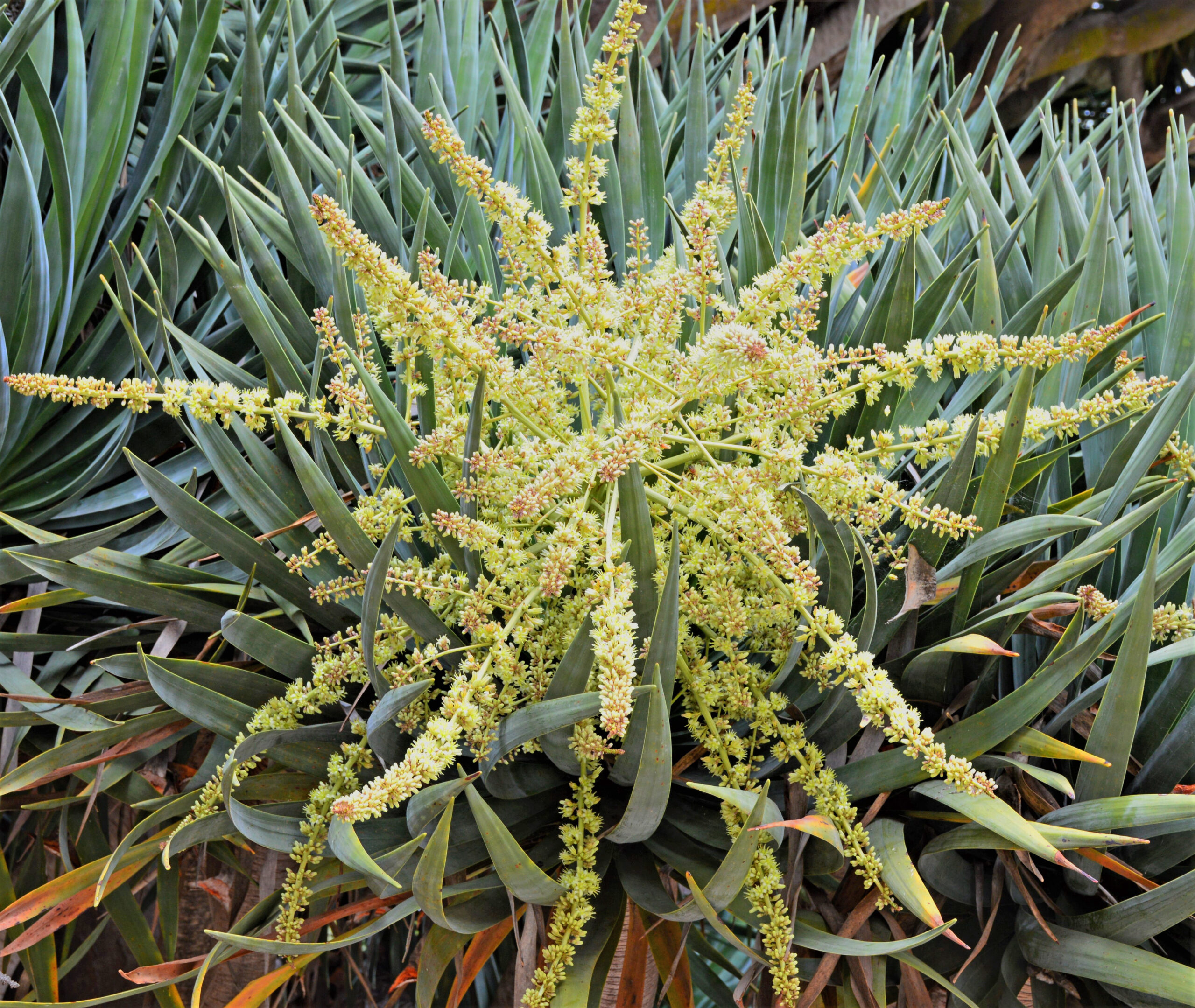 Dragon Tree Flowers Gress Photo DSC_0699 (2)