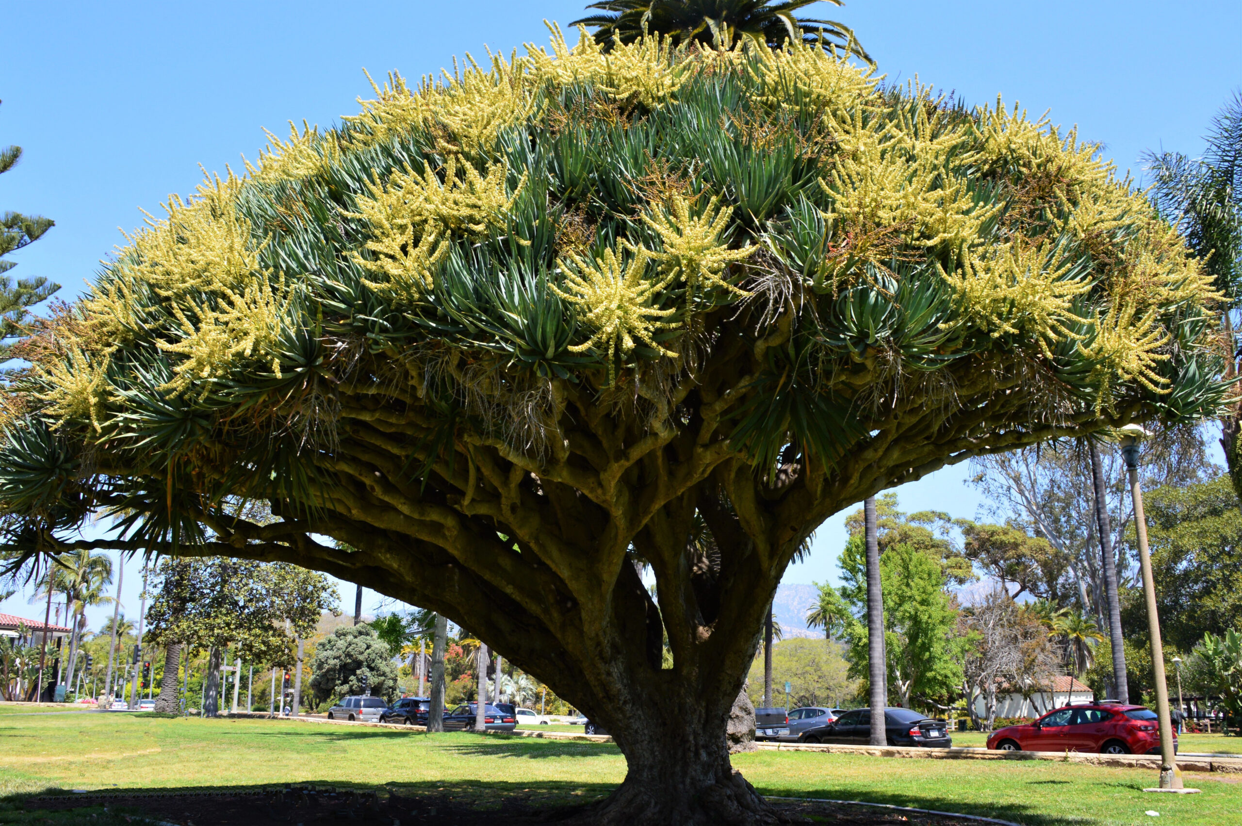 Dragon Tree Gress Photo DSC_0705