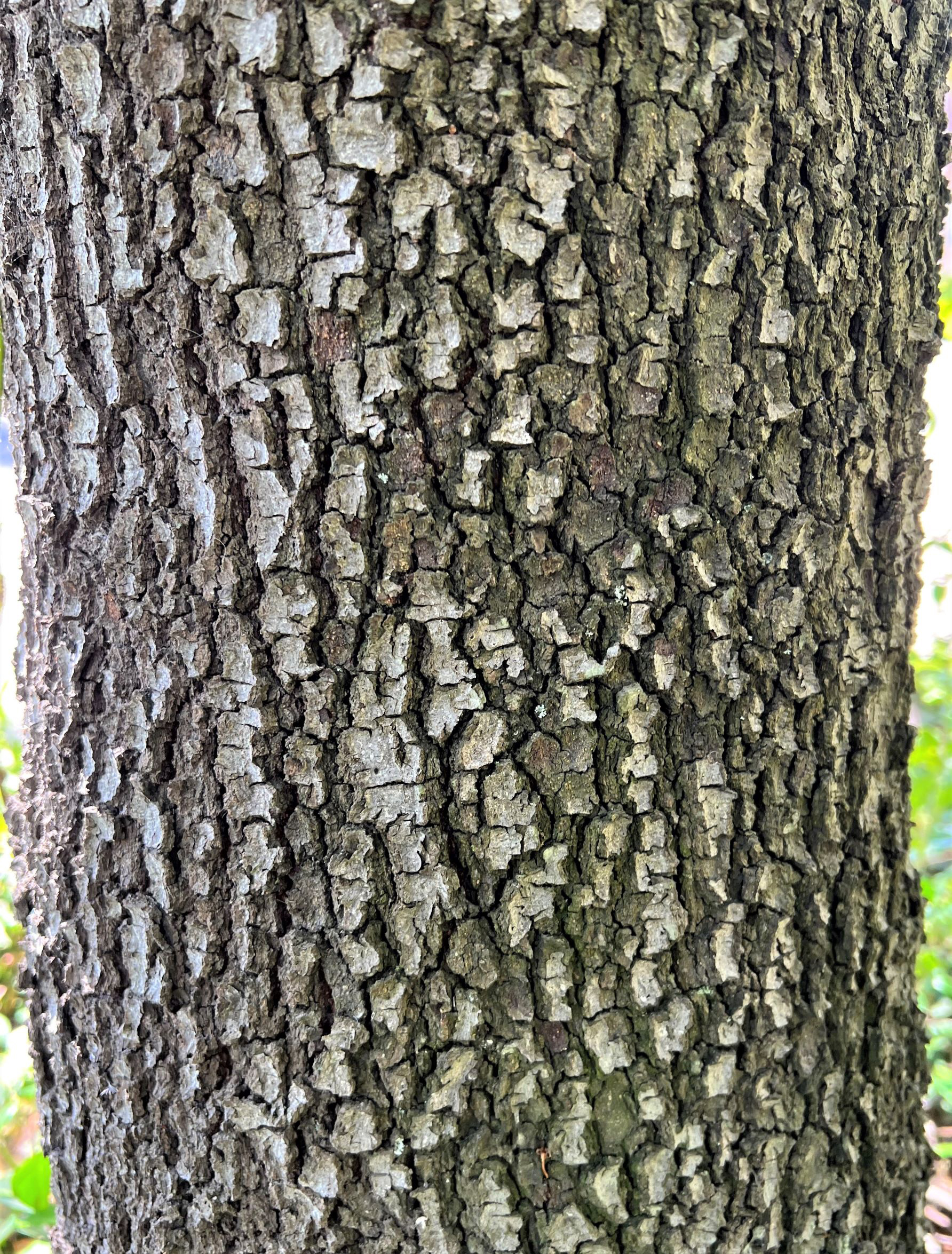 Mayten Tree Bark IMG_0668 (5) close up photo of the bark of the Mayten Tree