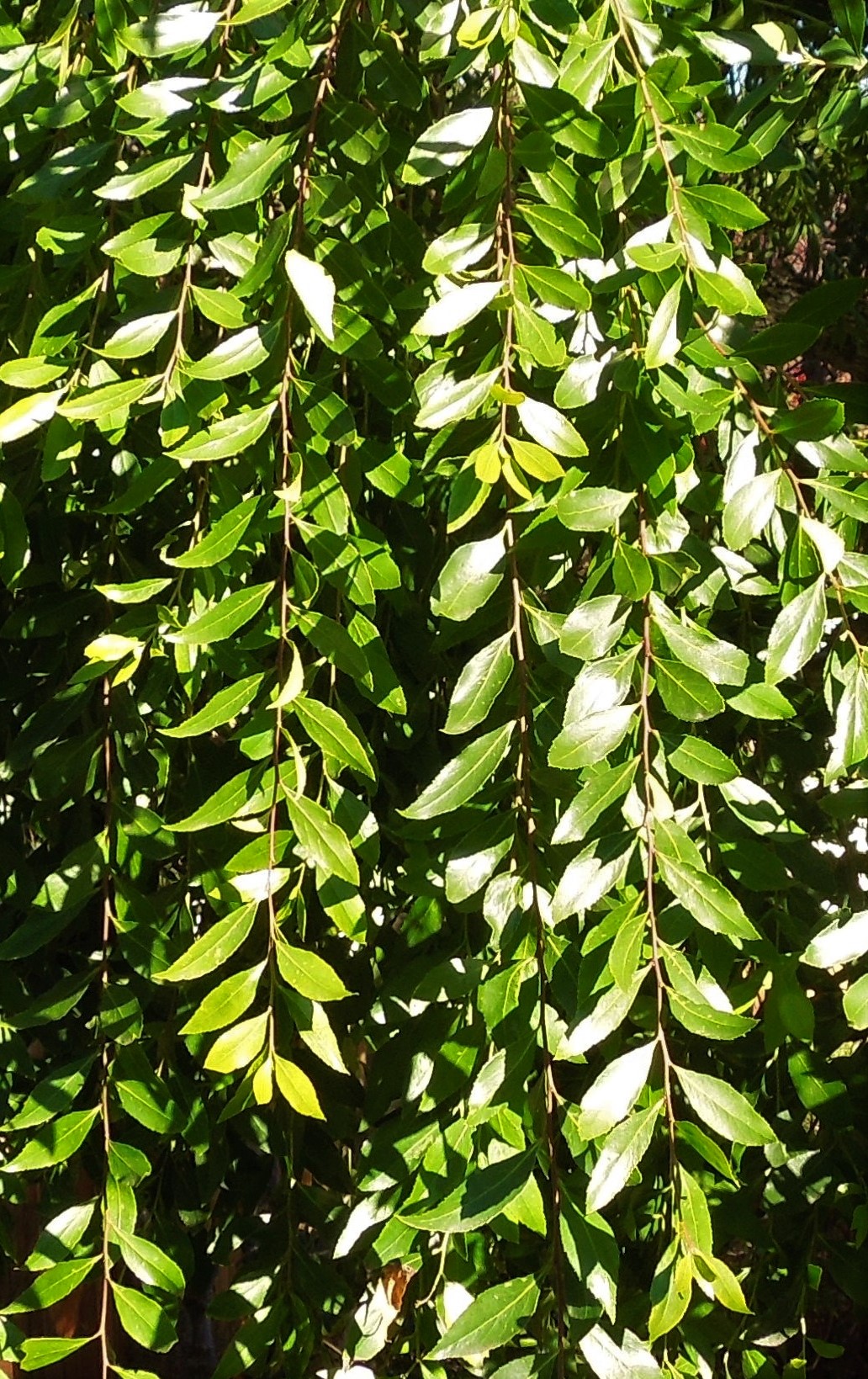 Mayten Tree Leaves DSCN2111 (5) close up photo of boughs of Mayten Tree leaves
