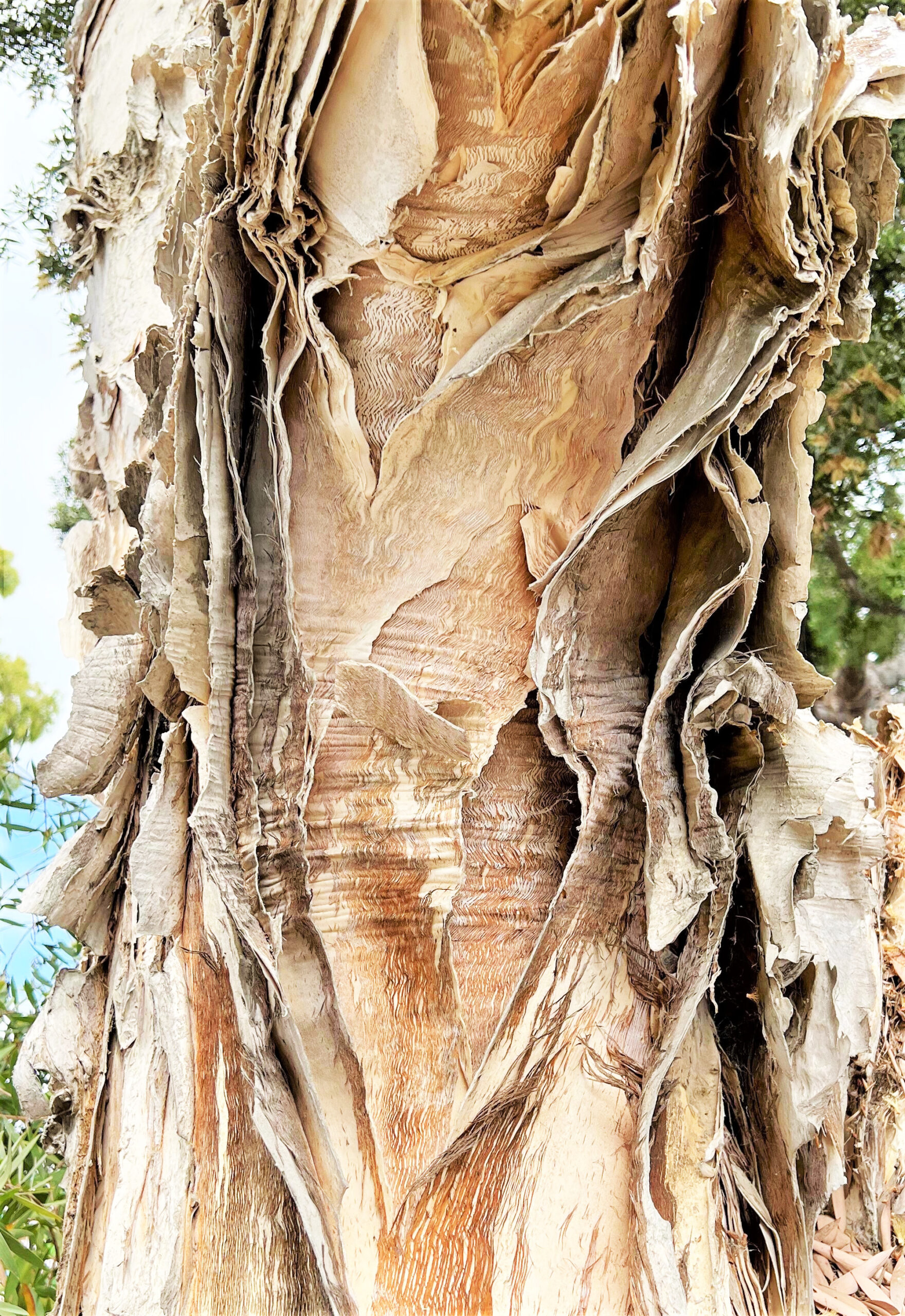 Paperbark Bark IMG_0748 (5) photo detail of the bark of the Paperbark Tree