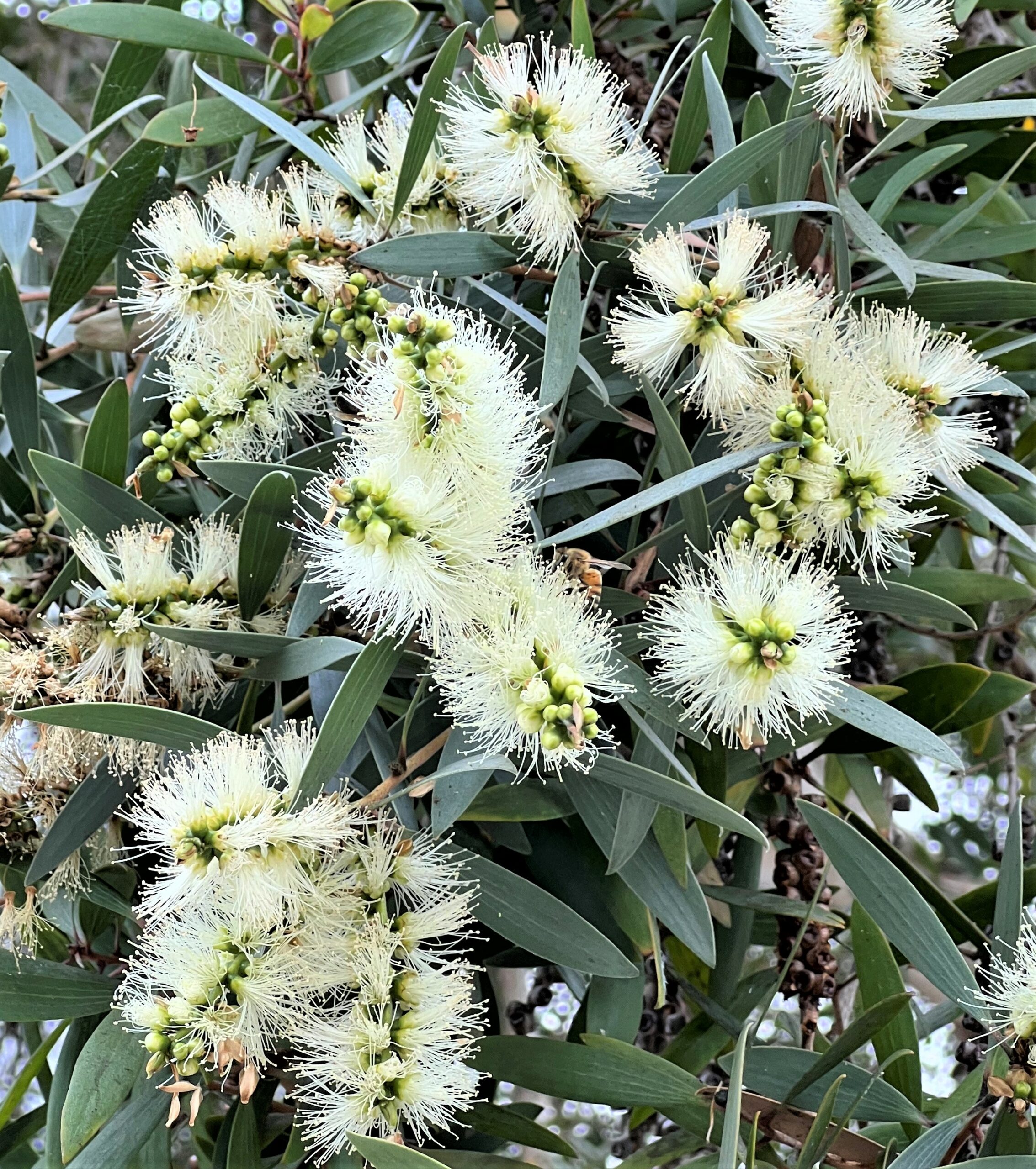 Paperbark Flowers IMG_0732 (3) close up photo of Paperbark Tree flowers