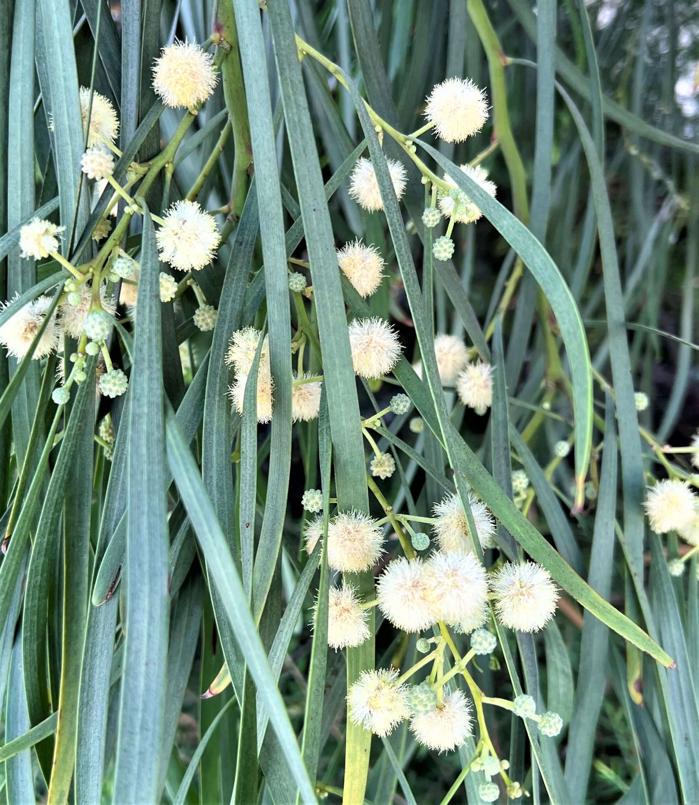 Shoestring Acacia Flowers Gress Photo IMG_0717 (3) Photo of flowers of the Shoestring Acacia Tree