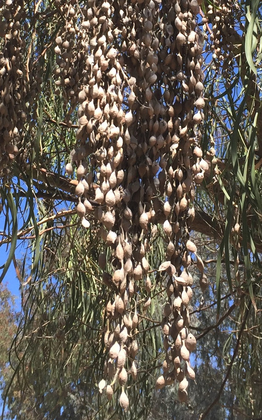 Shoestring Acacia Seed Pods Gress Photo IMG_4079 (4) Shoestring Photo of seedpods of the Shoestring Acacia Tree
