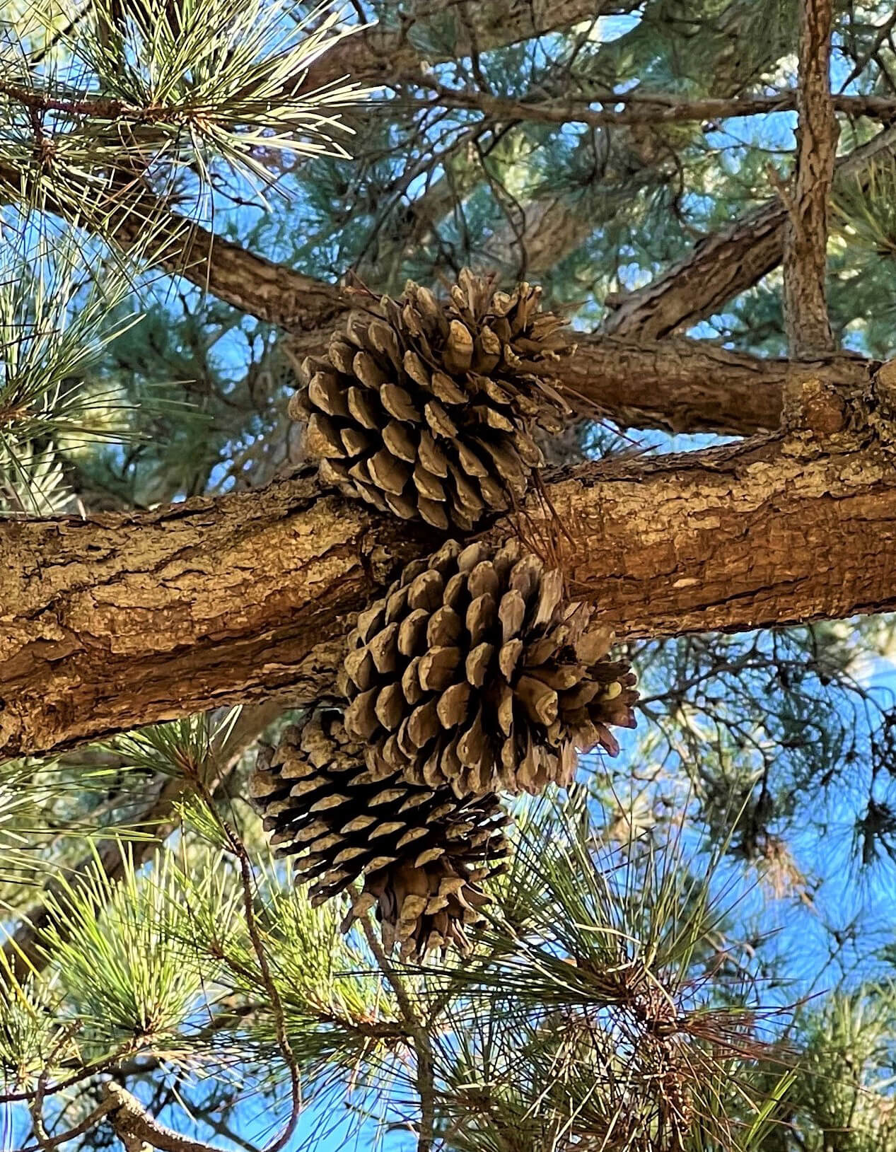 Monterey Pine Cones Gress Photo IMG_0912 (4) Monterey Pine Tree - Pine Cones