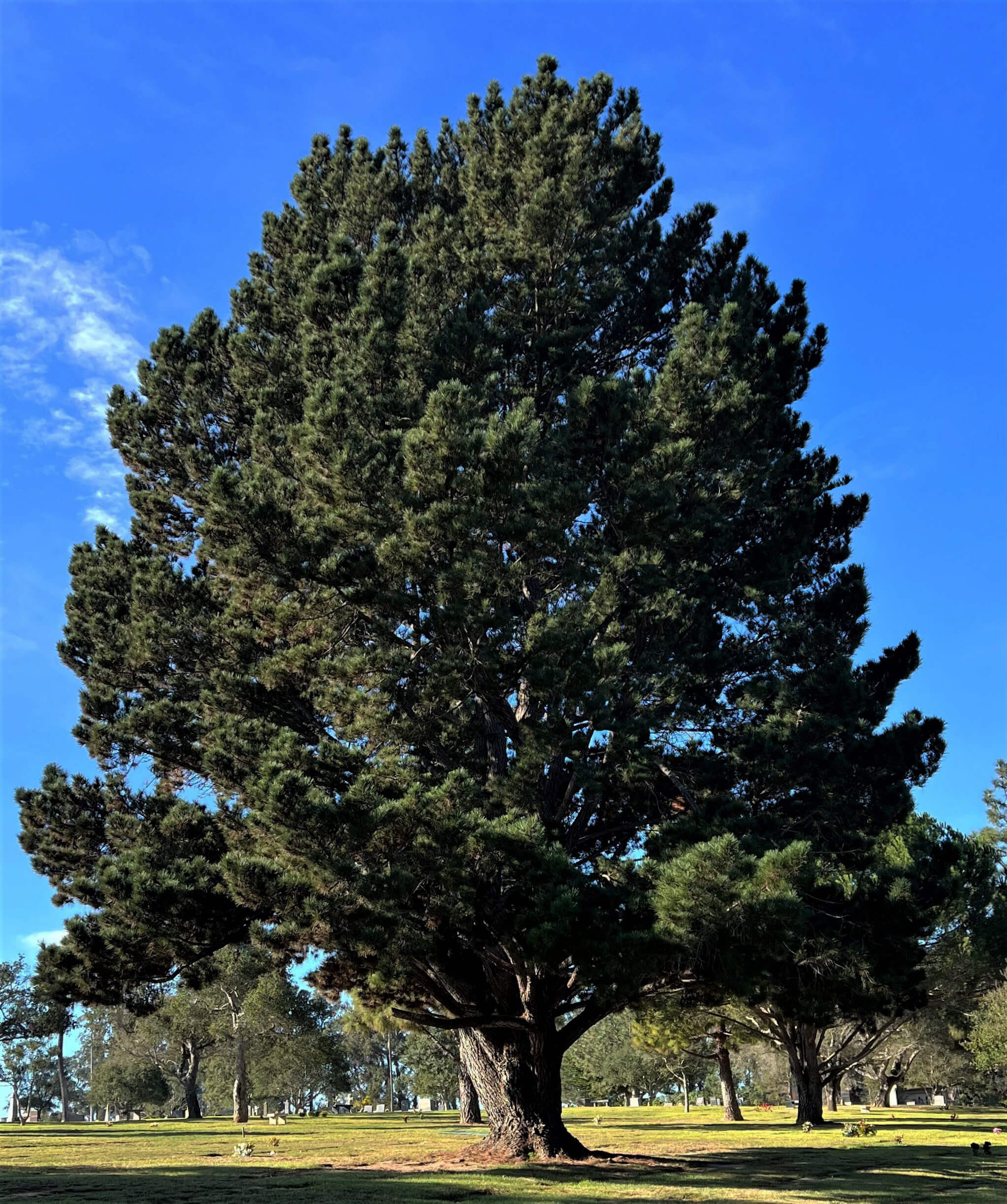 Monterey Pine Gress Photo IMG_0931 (5)