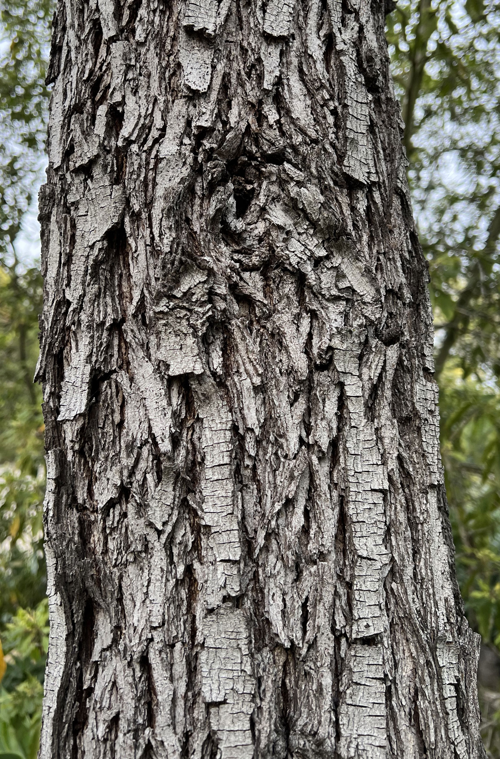 Black-Acacia-Bark-Gress-Photo-IMG_1134 Black Acacia Tree - Bark