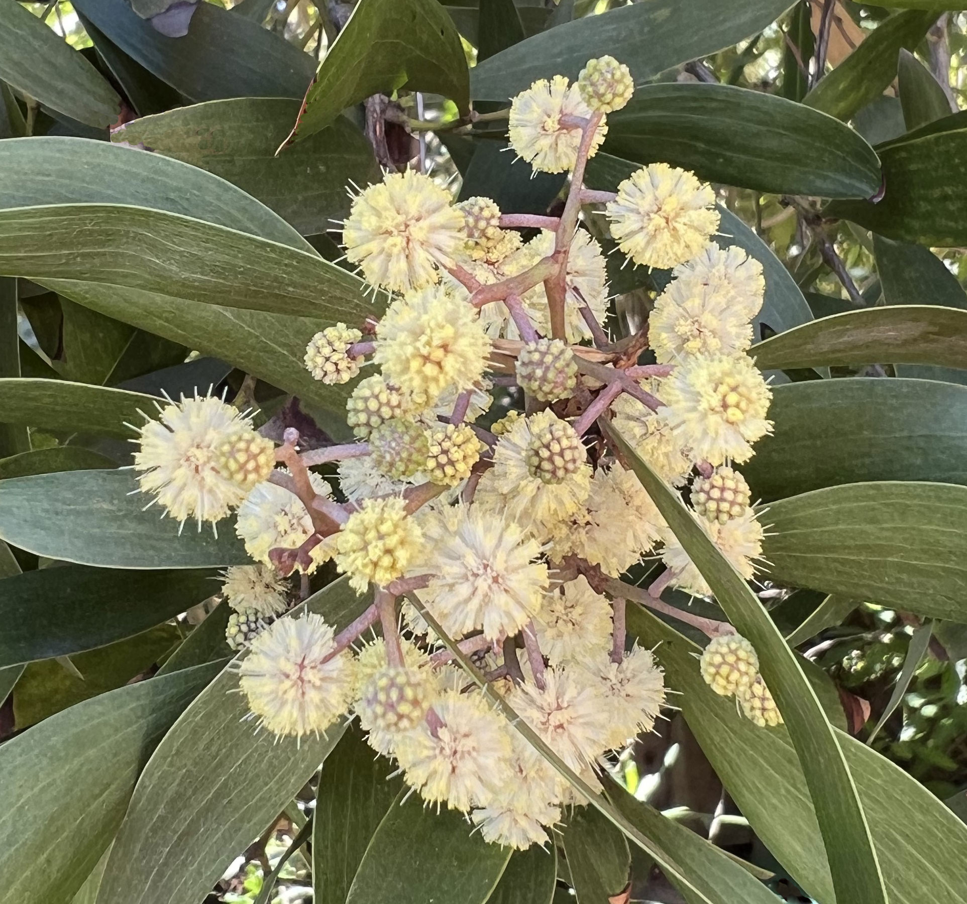 Black-Acacia-Flowers-Gress-Photo-IMG_1142