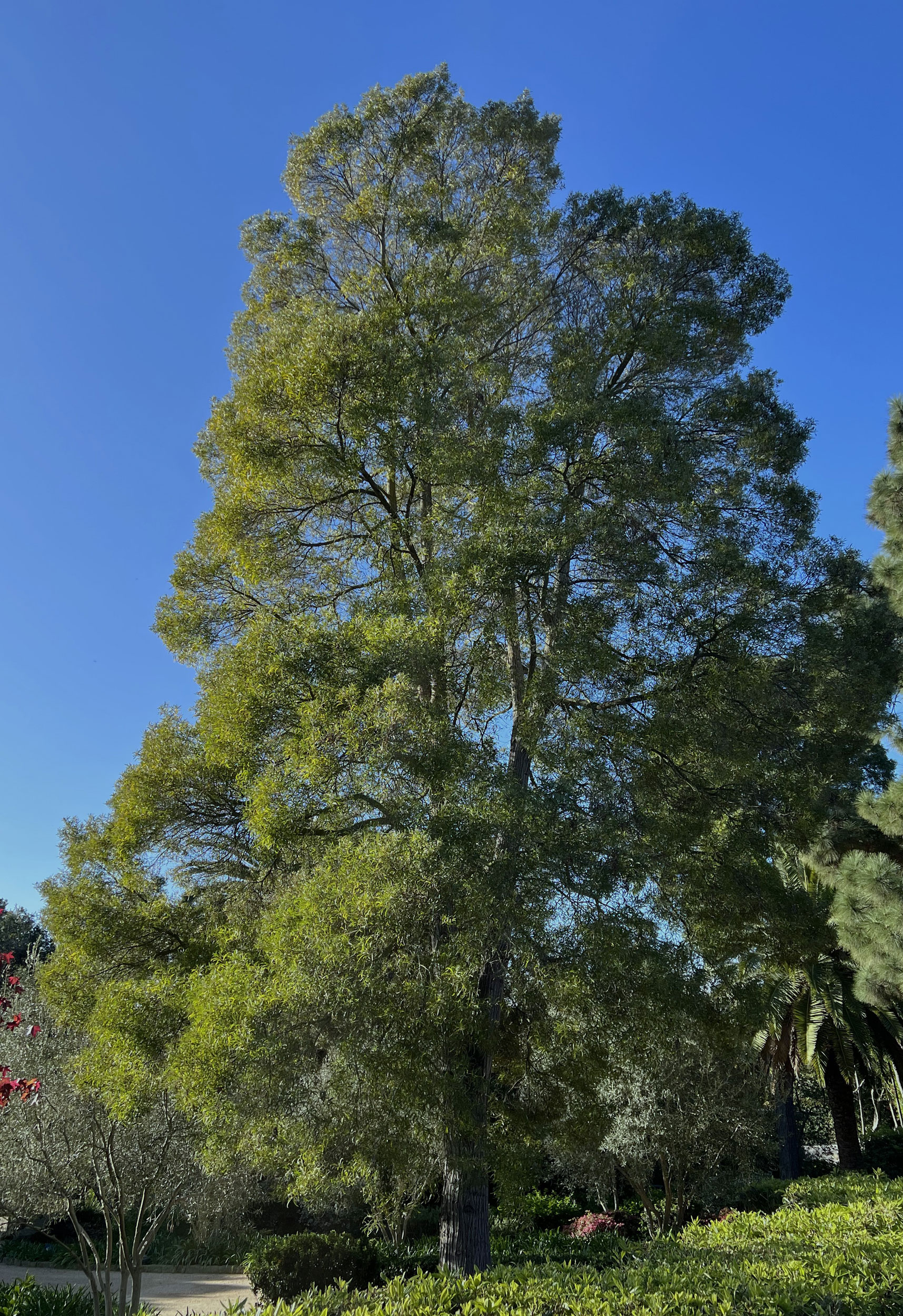 Black-Acacia-Tree-Gress-Photo-IMG_1092 Black Acacia Tree