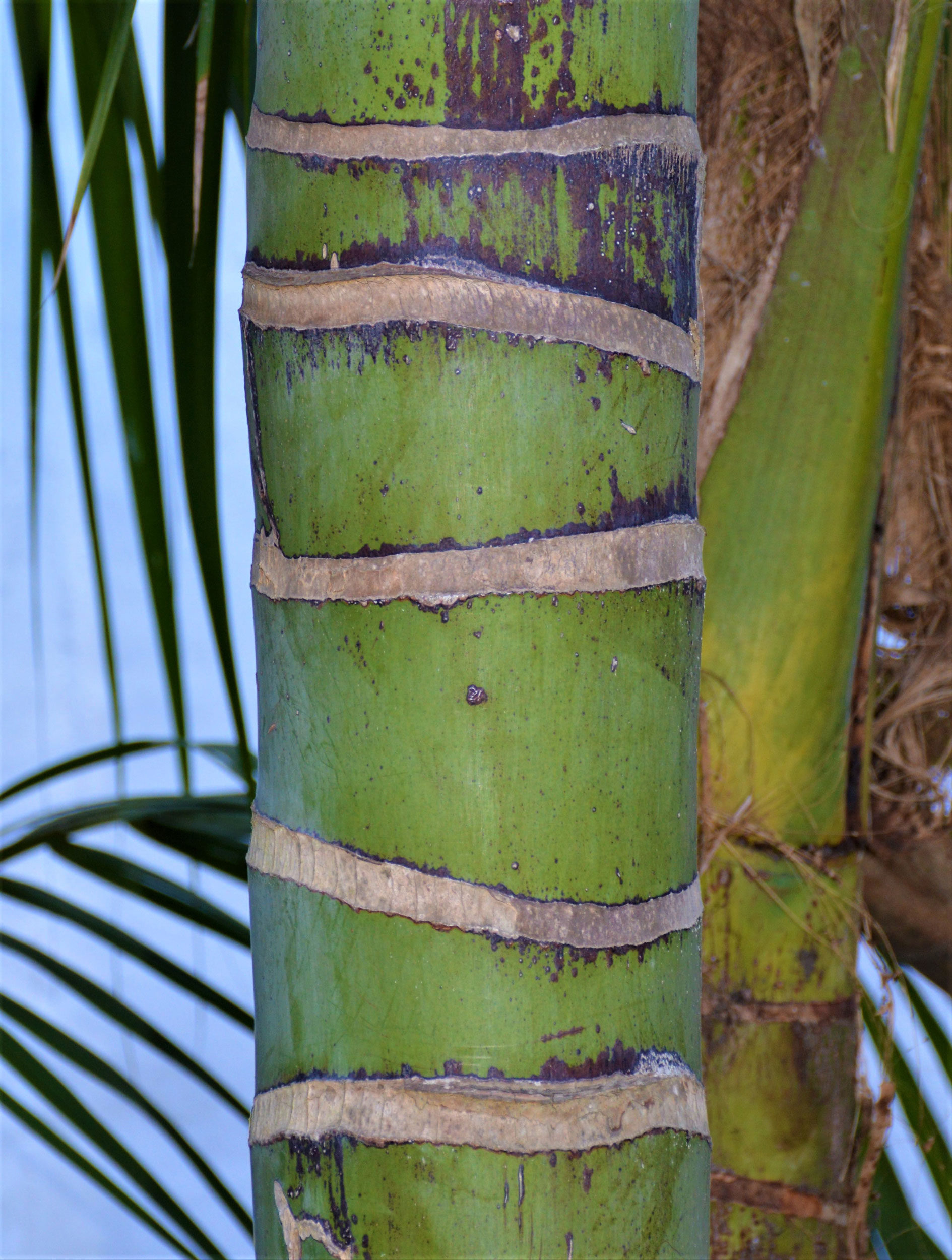 Kentia Palm - Trunk