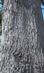 Primrose Tree Bark Gress Photo DSC_002