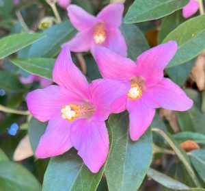 Primrose Tree Flowers Gress Photo 1512 (2)