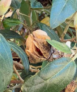 Primrose Tree Seed Capsule Gress Photo1496