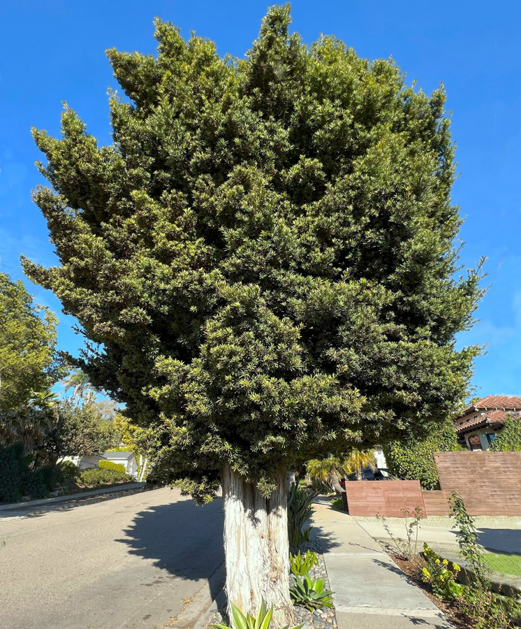 Japanese Yew Pine